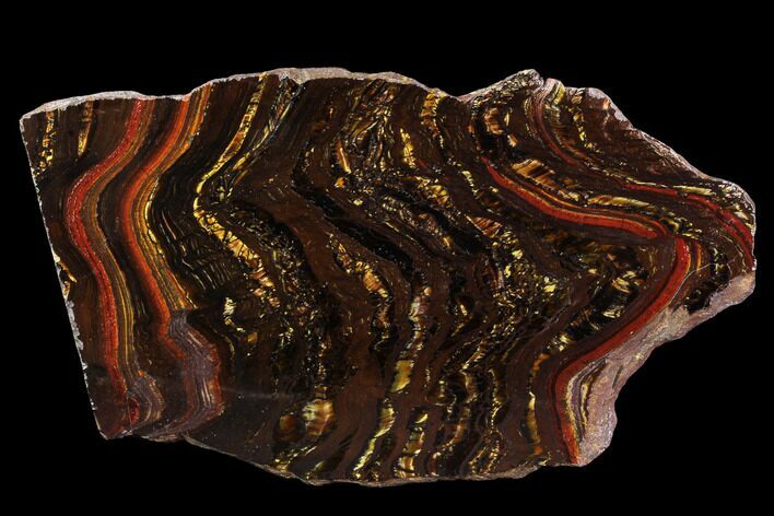 Polished Tiger Iron Stromatolite - ( Billion Years) #96226
